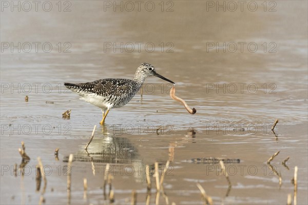 Greater yellowlegs (Tringa melanoleuca) eating a worm, La Mauricie national park, province of