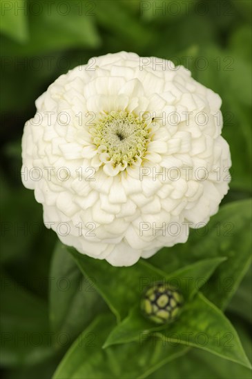 Zinnia (Zinnia elegans, Zinnia violacea), flower, ornamental plant, North Rhine-Westphalia,