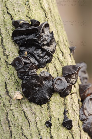 Warty glandular or warty black glandular (Exidia nigricans, Exidia plana), North Rhine-Westphalia,