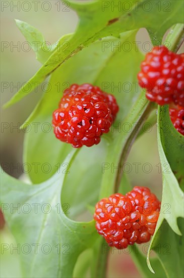 Strawberry spinach (Chenopodium foliosum, Blitum virgatum), fruit, vegetable and ornamental plant,