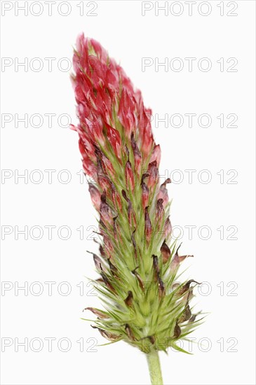 Purple clover or purple clover (Trifolium rubens) against a white background, North
