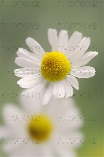 Chamomile (Matricaria recutita, Matricaria chamomilla), flower, medicinal plant, North