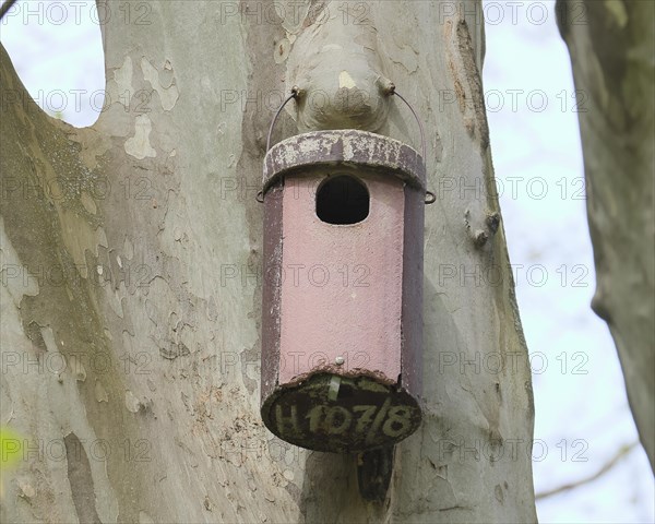 Stock dove nesting box on a plane tree, Rosensteinpark, Stuttgart, Baden-Wuerttemberg, Germany,