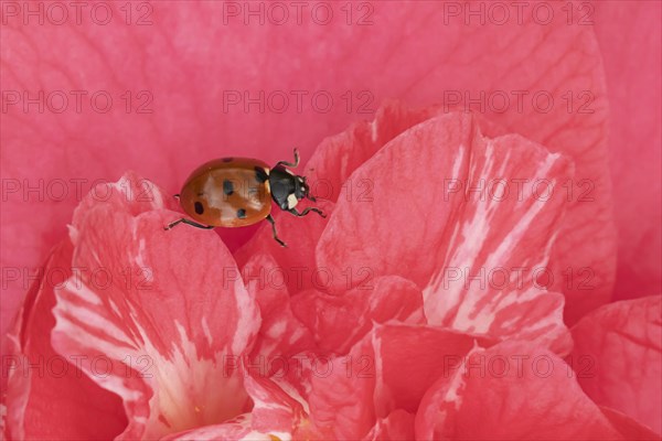 Seven-spot ladybird (Coccinella septempunctata) adult on a garden Camellia flower in spring,