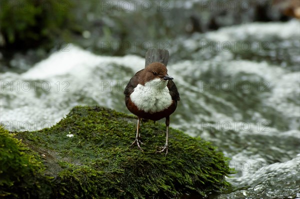 White-throated Dipper (Cinclus cinclus) sitting on rocks in rushing water looking for food,