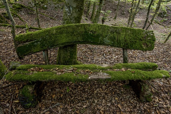Weathered, rotten and mossy bench made of rough wooden planks, autumn leaves, beech forest,