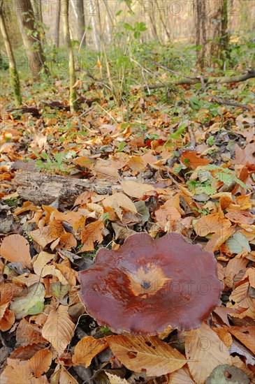 Chestnut-brown stem porling or black-red porling (Picipes badius, Polyporus badius), autumn, North