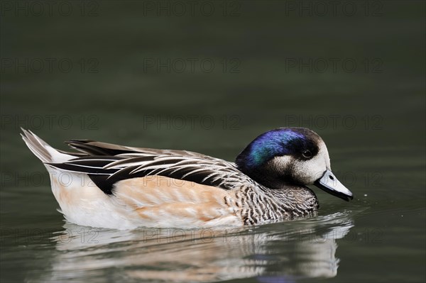 Chilean wigeon or Chilean wigeon (Anas sibilatrix, Mareca sibilatrix), captive, occurring in South