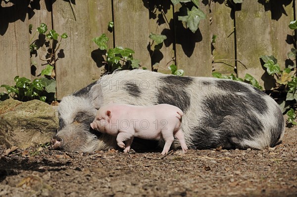 Goettingen minipig (Sus scrofa f. domestica), sow and piglet, North Rhine-Westphalia, Germany,