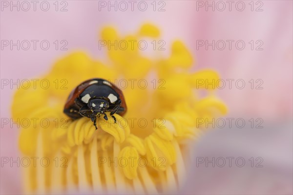 Seven-spot ladybird (Coccinella septempunctata) adult on a garden Camellia flower in spring,