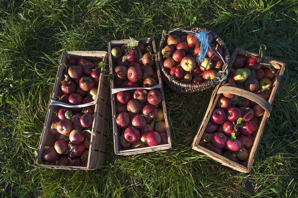 Freshly picked apples in baskets of the Winterrambur variety (Malus domestica) in the grass, Middle