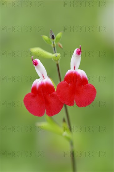 Blackcurrant sage or baby sage (Salvia microphylla), flowers, native to North America, ornamental