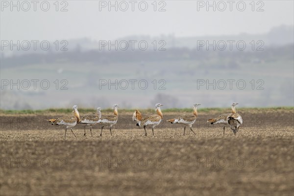 Several great bustards (Otis tarda) in a field, cockerels, Lower Austria, Austria, Europe