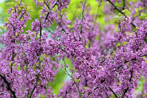 Common Judas tree (Cercis siliquastrum), branches with flowers, North Rhine-Westphalia, Germany,