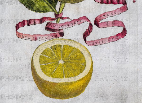 Limon Citratus, citrus fruit, hand-coloured copperplate engraving from Giovanni Baptista Ferrari