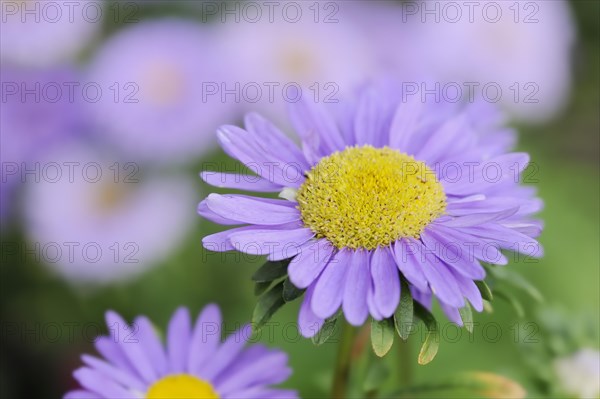 China aster (Callistephus chinensis), flower, ornamental plant, North Rhine-Westphalia, Germany,