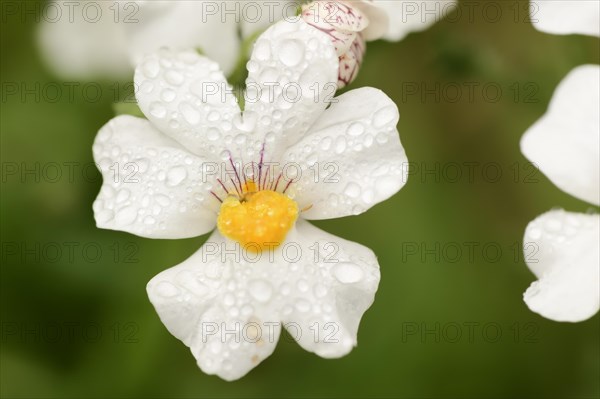 Elf mirror 'Sunsatia Plus' (Nemesia Fruticans-Hybride), flower, ornamental plant, North