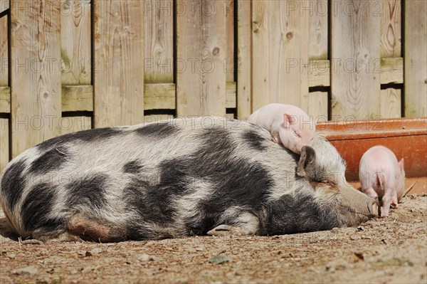 Goettingen minipig (Sus scrofa f. domestica), sow and piglet, North Rhine-Westphalia, Germany,