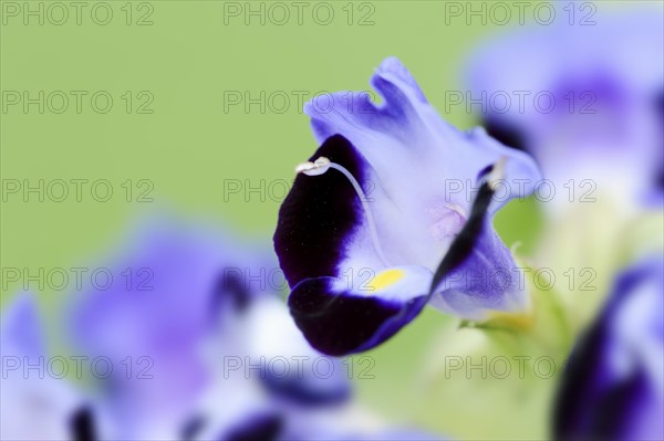 Bluewings (Torenia fournieri), flower, native to Vietnam, ornamental plant, North Rhine-Westphalia,