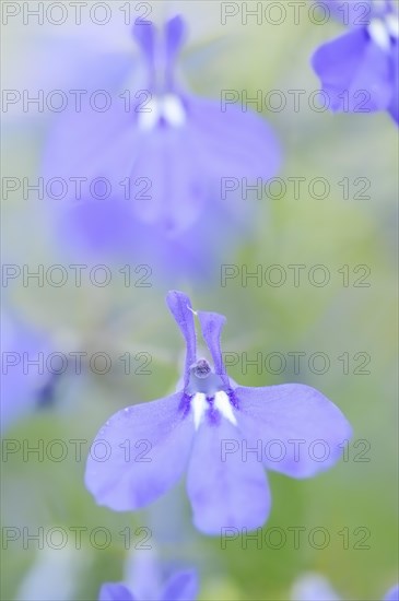 Male lobelia or blue lobelia (Lobelia erinus), flowers, ornamental plant, North Rhine-Westphalia,