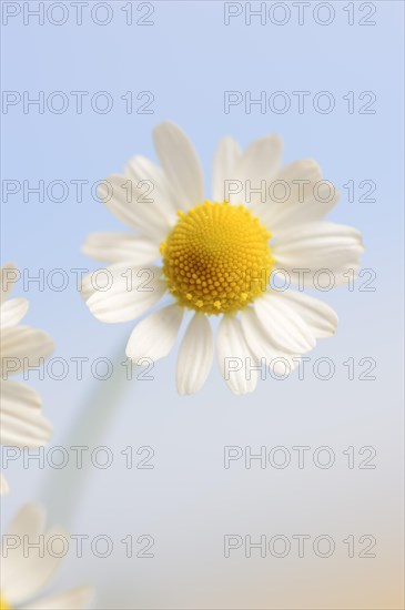 Chamomile (Matricaria recutita, Matricaria chamomilla), flower, medicinal plant, North