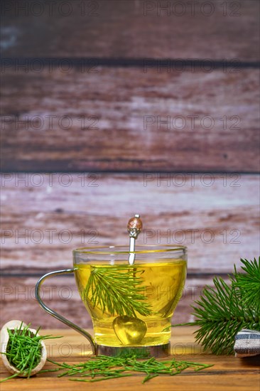 Infusion of horsetail Equisetum arvense, medicinal plant for health care with fresh branches just
