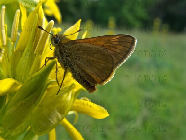 Yellow gentian, Gentiana lutea, butterfly, Ursental, Tuttlingen, Baden-Wuerttemberg, Germany,