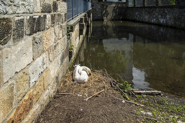 Swans breeding at the edge of a moat in spring, Schoenfeld Castle, Schoenfelder Hochland near