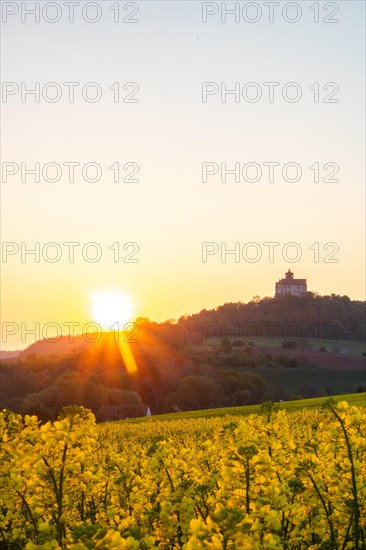 Landscape at sunrise. Beautiful morning landscape with fresh yellow rape fields in spring. Small