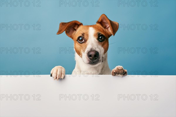 Errier dog with large empty white sign in front of blue studio background. KI generiert, generiert,