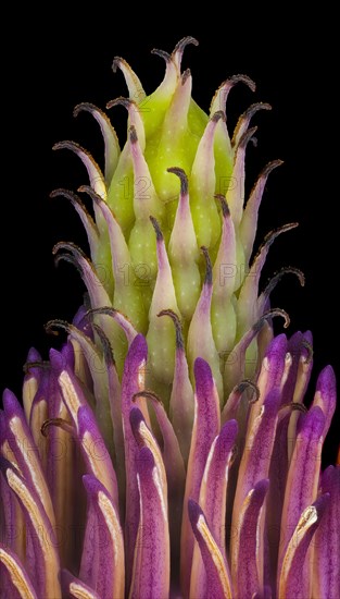 Pistil and hub in the flower of a magnolias (Magnolia), saucer magnolia (Magnolia x soulangeana),