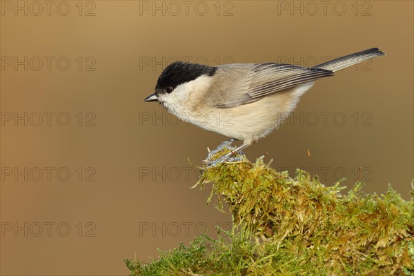 Marsh tit (Parus palustris) on a moss-covered tree root, Wilnsdorf, North Rhine-Westphalia,