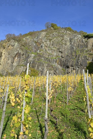 View of autumnal vineyards in front of a high rock face, blue sky, Moselle, Rhineland-Palatinate,