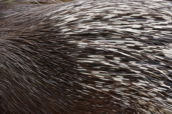White-tailed porcupine or indian crested porcupine (Hystrix indica), fur and spines, captive,