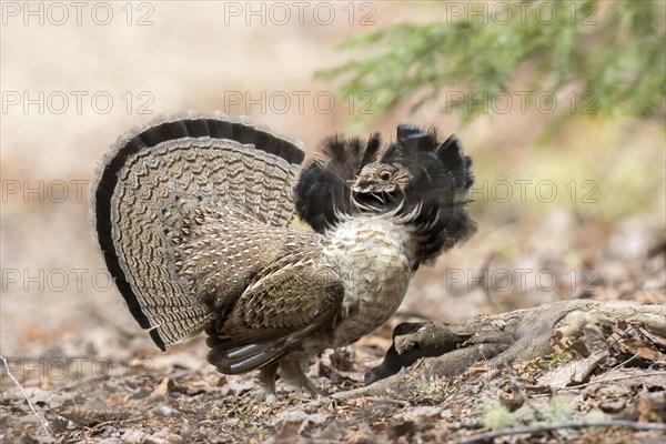 Ruffed grouse (bonasa umbellus) male in courtship display, La Mauricie national park, province of
