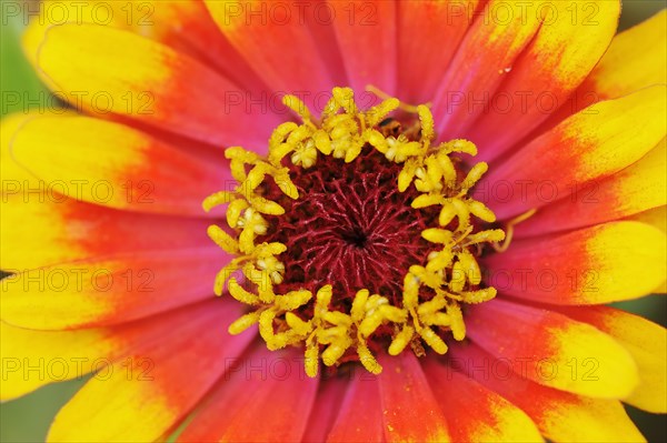 Zinnia 'Sombrero' (Zinnia elegans, Zinnia violacea), detail of flower, ornamental plant, North