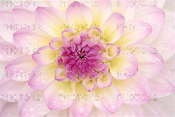 Decorative dahlia 'El Paso' (Dahlia Hybride), detail of the flower, ornamental plant, North