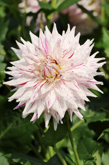 Dahlia 'Micks Peppermint' (Dahlia Hybride), flower, ornamental plant, North Rhine-Westphalia,