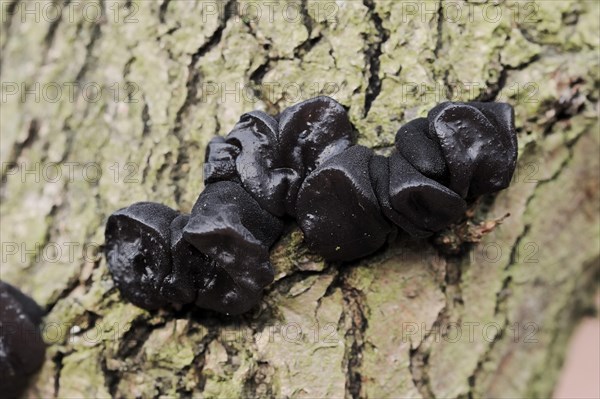 Warty glandular or warty black glandular (Exidia nigricans, Exidia plana), North Rhine-Westphalia,