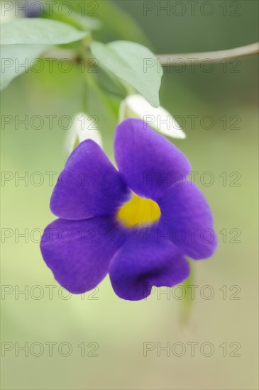 Bush clockvine (Thunbergia erecta), flower, native to Africa, ornamental plant, North