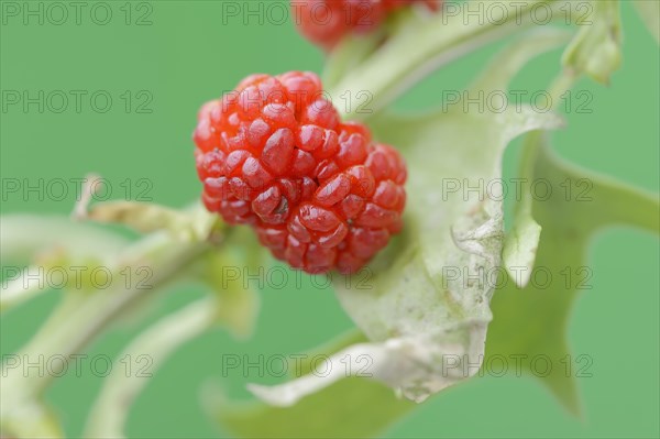 Strawberry spinach (Chenopodium foliosum, Blitum virgatum), fruit, vegetable and ornamental plant,