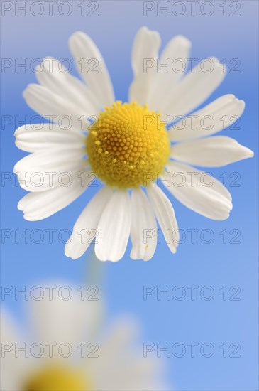 Chamomile (Matricaria recutita, Matricaria chamomilla), flower, medicinal plant, North
