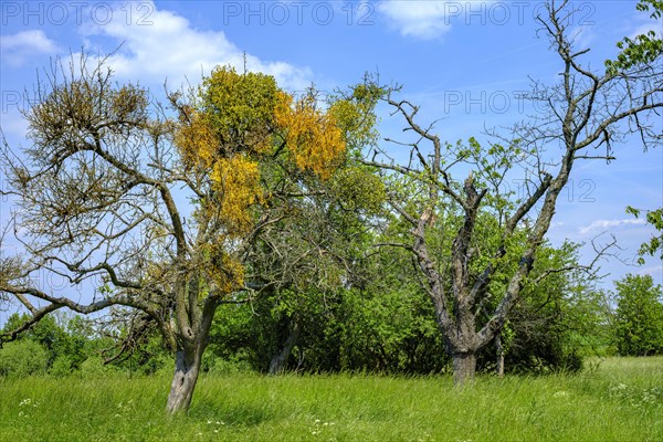 Group of trees with mistletoe near Malschendorf on the Schoenfelder Hochland near Dresden, Saxony,