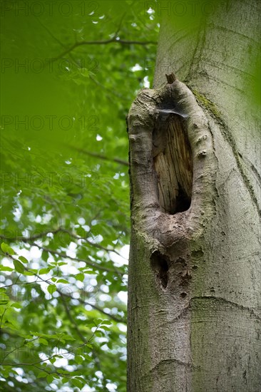 Deadwood structure branch breakage in deciduous forest, close-up of cavity formation after branch