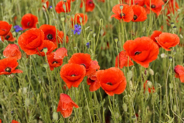 Poppy flowers (Papaver rhoeas), Baden-Wuerttemberg, A cluster of poppies emphasises the vivid red