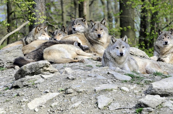 Mackenzie valley wolf (Canis lupus occidentalis), Captive, Germany, Europe, Several wolves relaxing