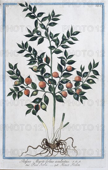Rufus Myrti-folius aculeatus, hand-coloured botanical engraving from Hortus Romanus by Giorgio