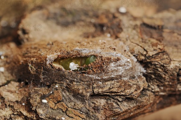 Sallow kitten moth (Furcula furcula), caterpillar building cocoon, North Rhine-Westphalia, Germany,