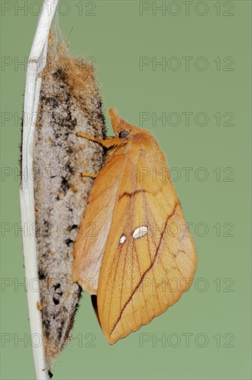 Drinker moth (Euthrix potatoria), freshly hatched butterfly on the cocoon, North Rhine-Westphalia,