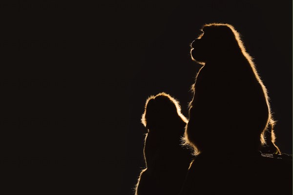 Djelada or gelada baboon (Theropithecus gelada), female in backlight, captive, occurrence in